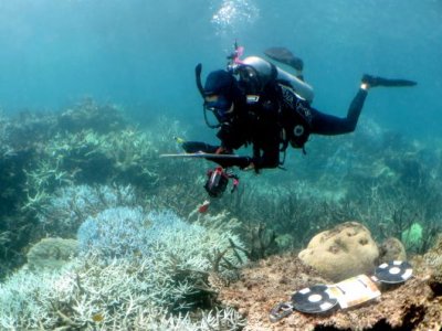 A scuba diver examining coral underwater